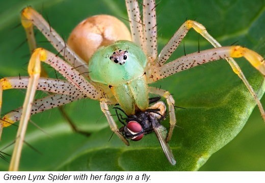 Not all spiders have venom but all spiders have fangs Venomous spiders bite - photo 7