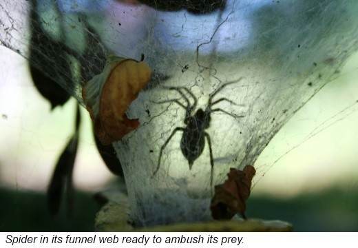 Spiders are carnivores or meat eaters Smaller spiders usually eat insects - photo 8