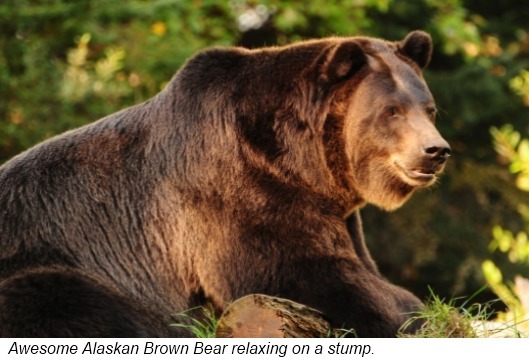 A Bear is a mammal Like all mammals it is warm-blooded and has a backbone - photo 1