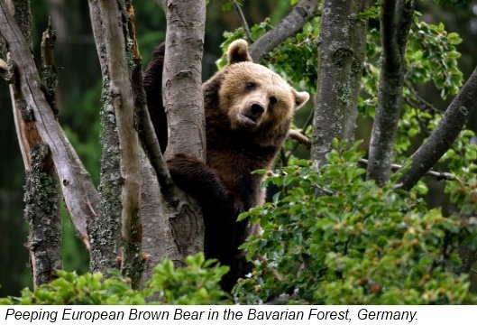 Bears are found all over the world except in Australia and Antarctica Bears - photo 2