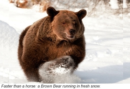 Bears usually walk on all fours They walk flat-footedthat is with both heel - photo 4