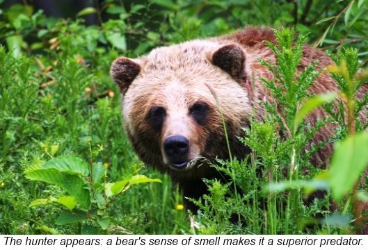 Bears can see and hear almost as well as humans They use their keen eyesight - photo 5