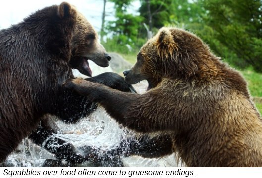 Although bears are peace-loving bear confrontations or fights can be very - photo 8