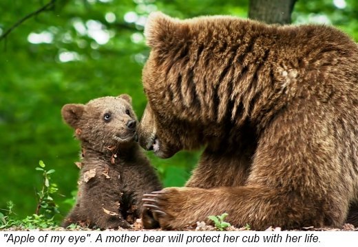 After 3 to 6 months inside their mother baby bears are born Baby bears are - photo 11