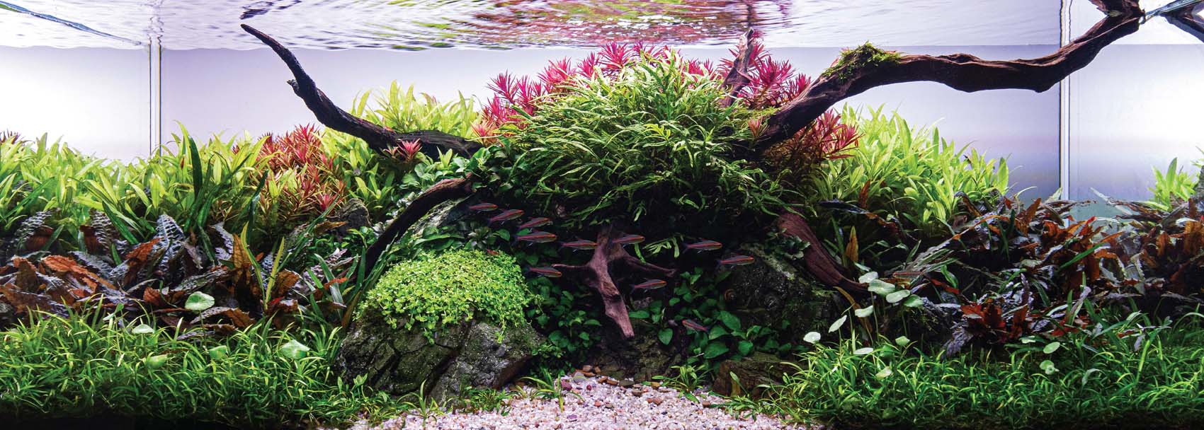 The authors 85-gallon aquascape in his home photographed during the final - photo 4