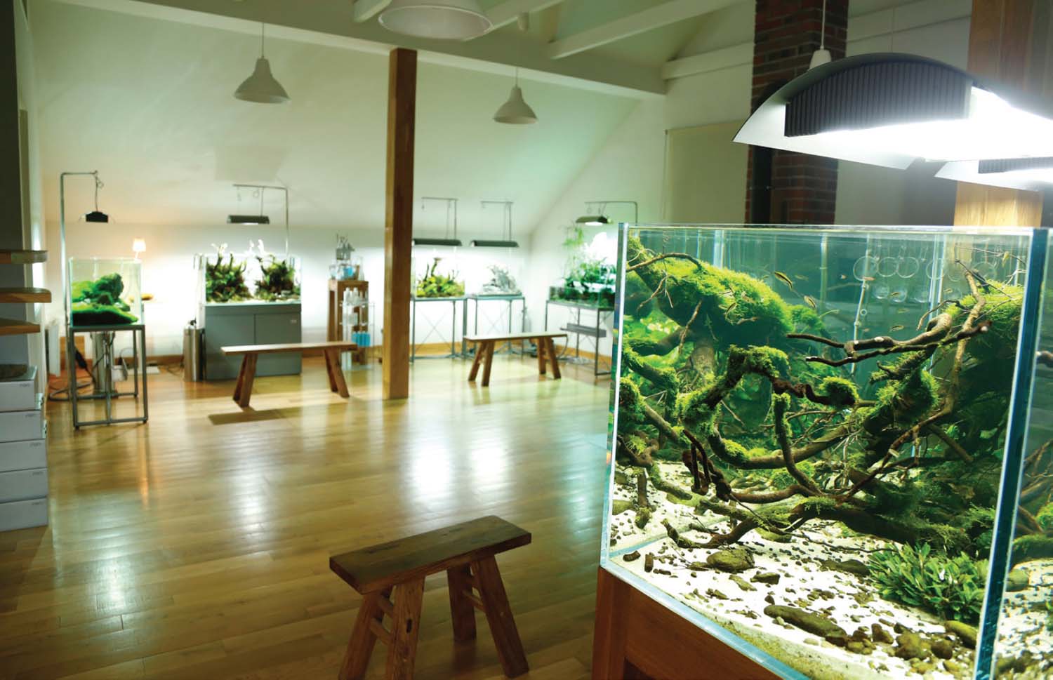 This aquascape gallery in Poland belonging to Adam Pasczcela is a great source - photo 9