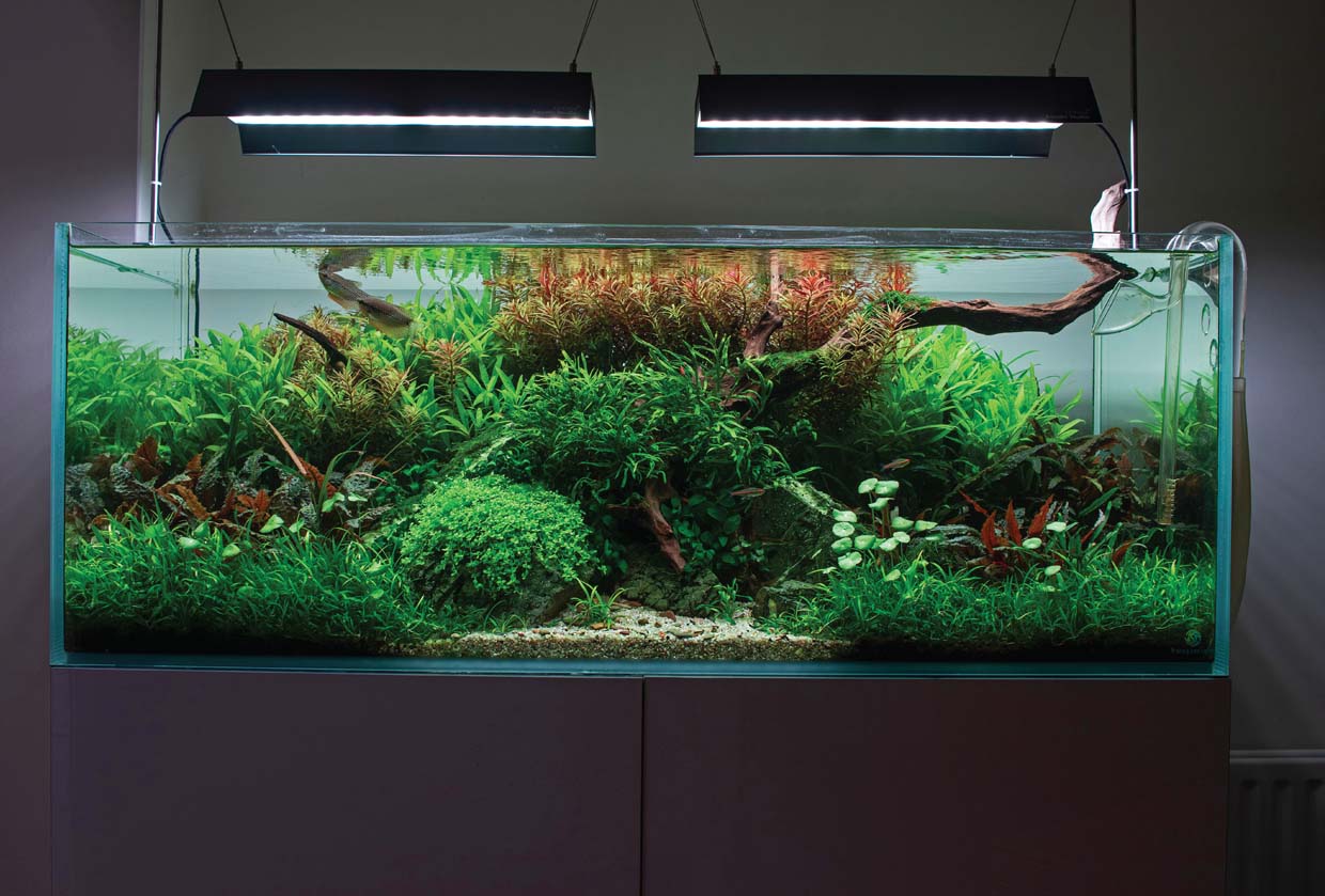 Aquascaping offers a unique way to connect with nature in any living space - photo 5