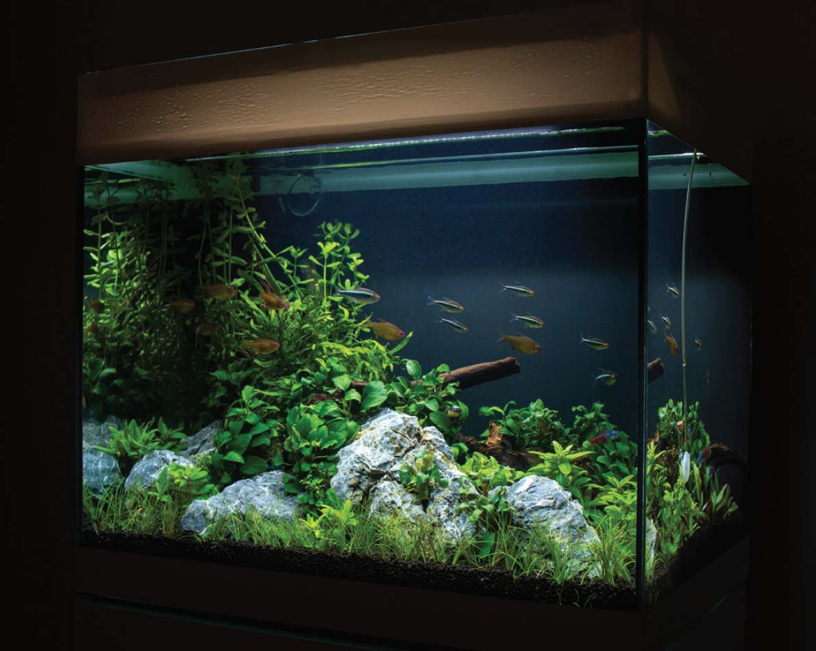 The authors Oase StyleLine 85 aquarium is featured on the popular meditation - photo 7