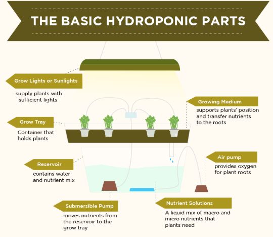 Growing hydroponically has proven out to be a new yet successful technique to - photo 1