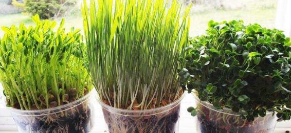 Growing Microgreens is one of the most rewarding gardening endeavors that you - photo 1