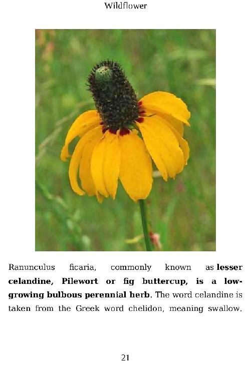 Wildflower An Illustrated Manual Gift Ideas for Holiday - photo 22