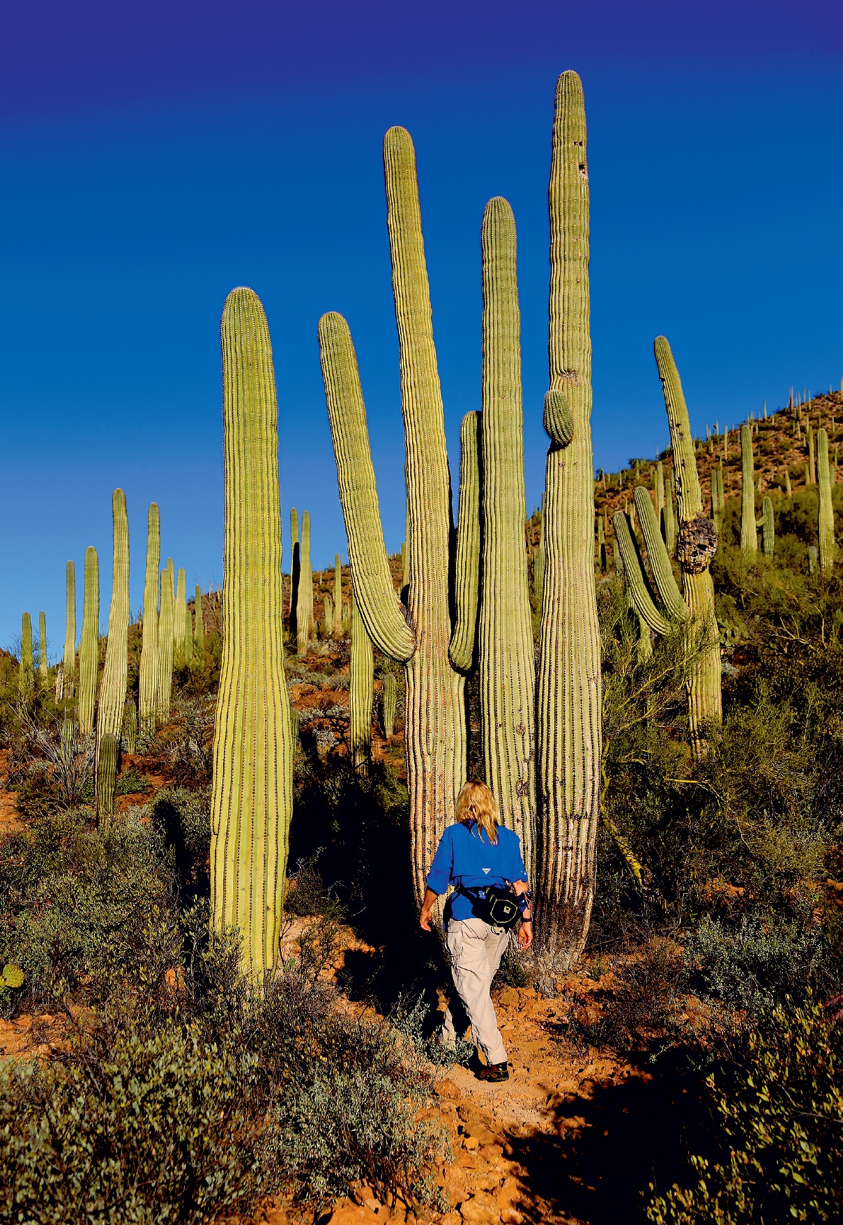 In Arizona you can hike among cactus as tall as office buildings Courtesy of - photo 5