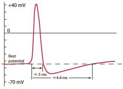 These associations between neurons have qualities You may have heard the - photo 2