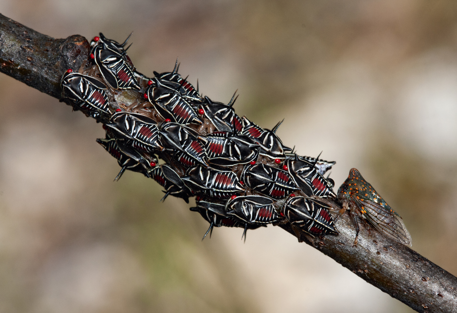 Oak Treehopper Platycotis vittata image by J Gross - photo 3