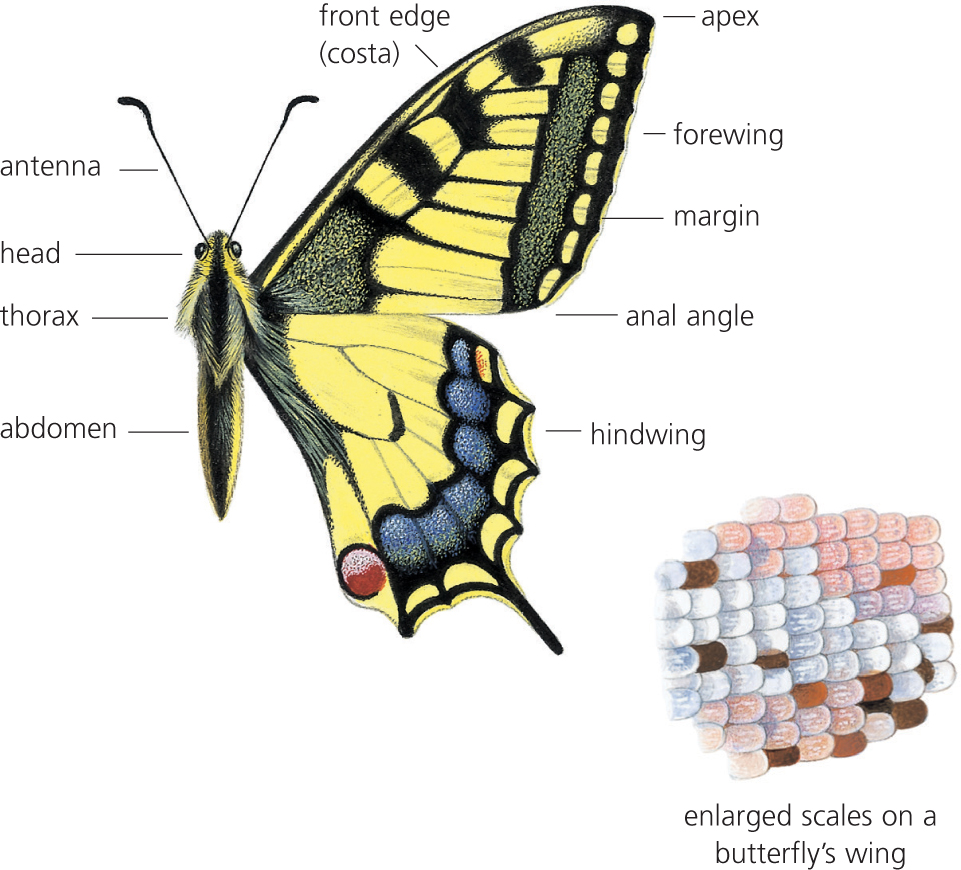 Upperside Underside The life cycle of a butterfly A butterfly has - photo 4