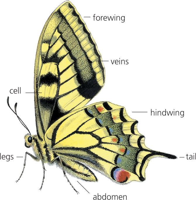 Underside The life cycle of a butterfly A butterfly has four stages in its - photo 5