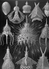 Figure 11 Radiolarian shells plate 31 from Ernst Haeckels Kunstformen der - photo 1