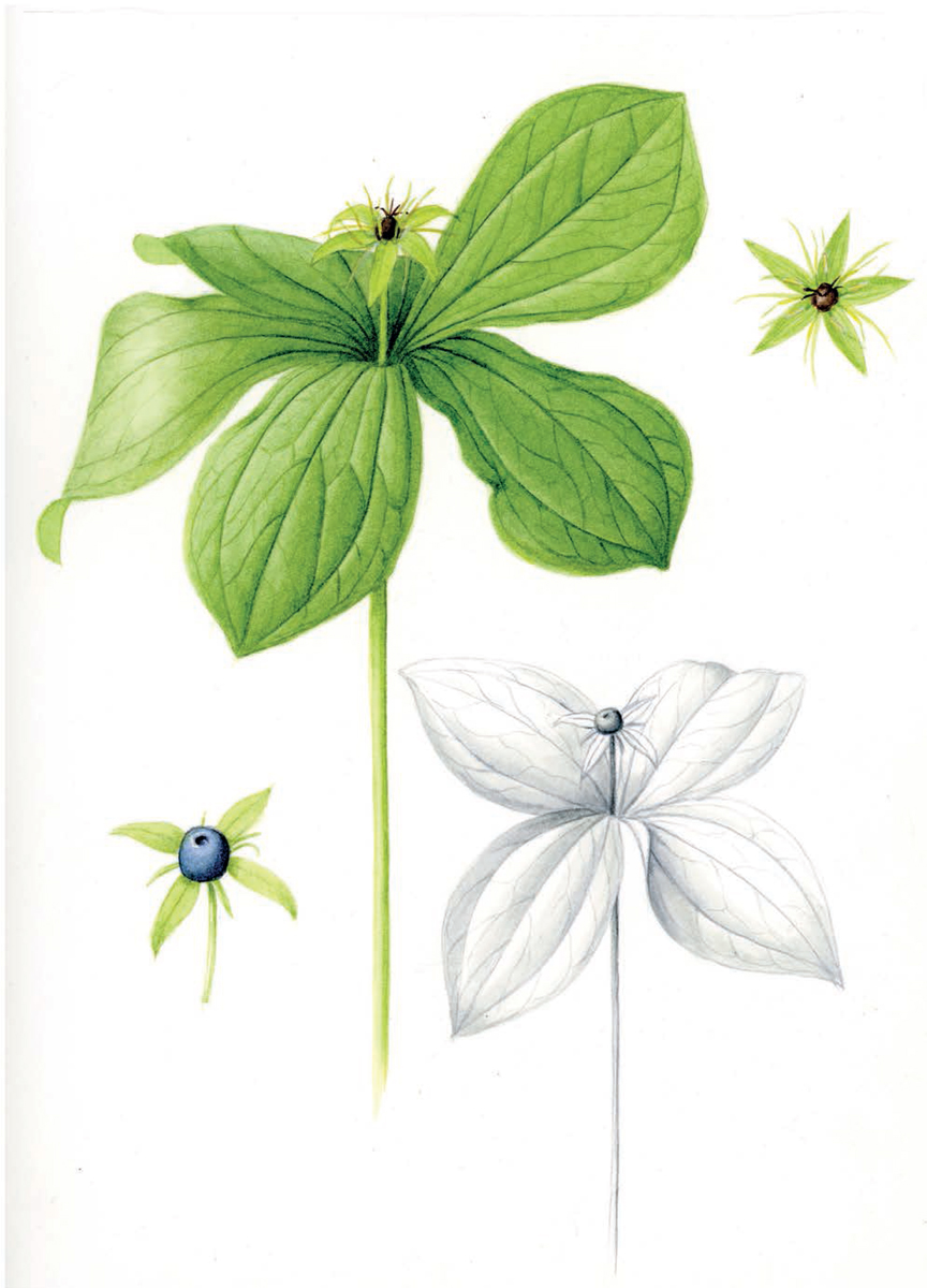 Herb- Paris a favourite plant of mine and a fine example of botanical - photo 5