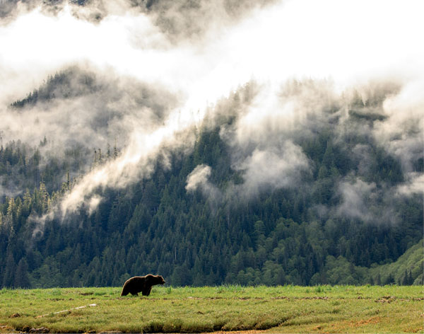 An adult male grizzly bear in the Khutzeymateen BCA grizzly bear on the shores - photo 4