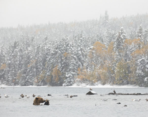 Female grizzly bear dining on salmon in the Chilcotin BCForeword There is no - photo 6