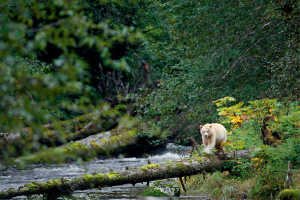 For all my teachers human and bear alike For Scruffy Blondie and Lucy - photo 3