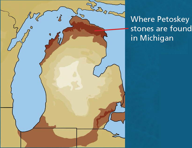 Specimen courtesy of Dean Montour WHAT IS PETOSKEY STONE Petoskey stone is - photo 5