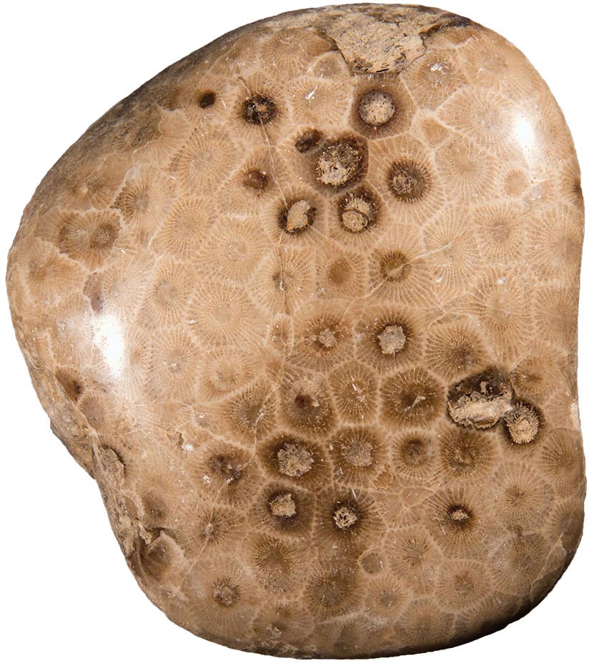 Specimen courtesy of Dean Montour WHAT IS PETOSKEY STONE Petoskey stone is - photo 6