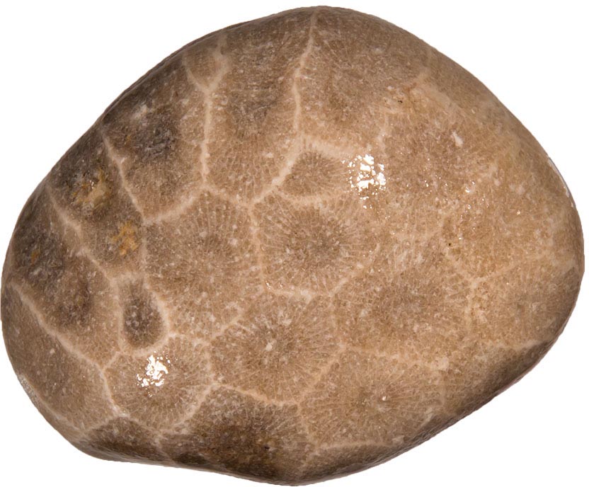 Most Petoskey stones are found loose in surface gravel or sand theyre found as - photo 8