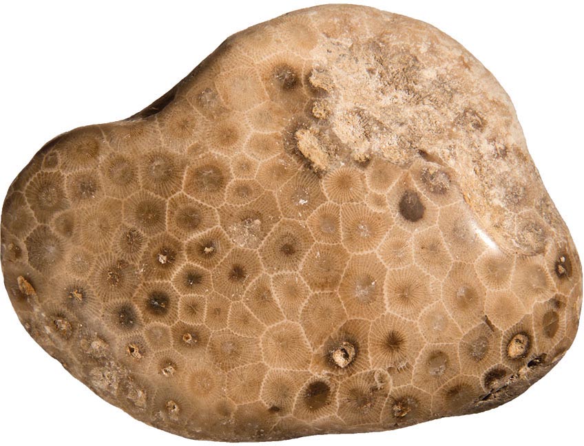 Petoskey stones are known for their tightly packed repeating patterns of - photo 10