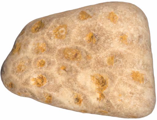 Most Petoskey stones are found on beaches where they have been worn down and - photo 13