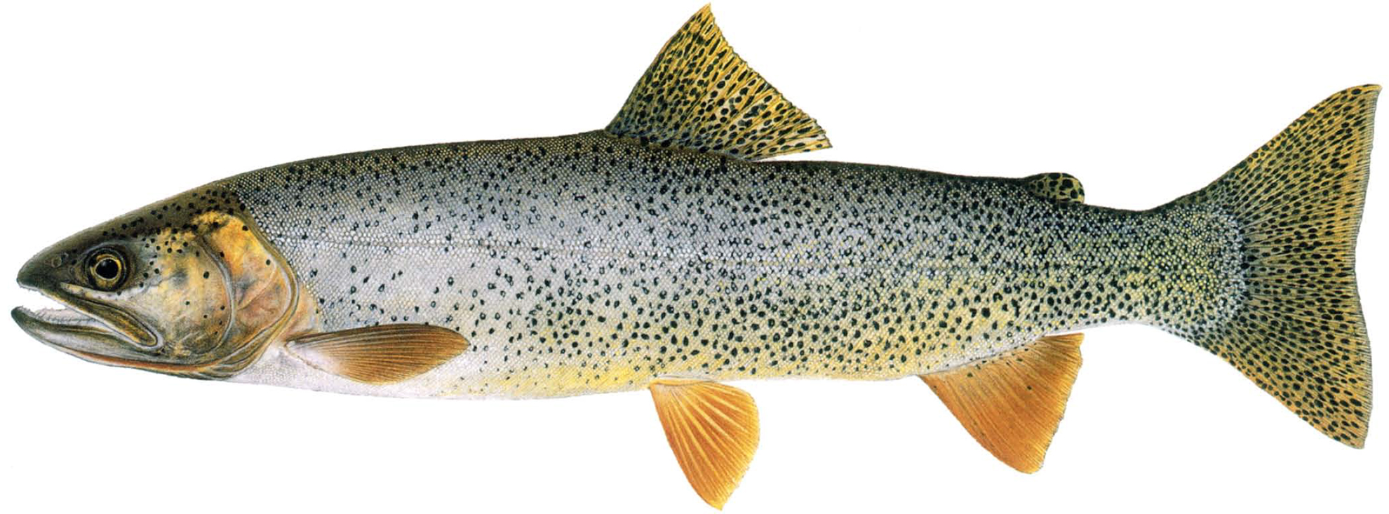 SNAKE RIVER FINESPOTTED CUTTHROAT TROUT Oncorhynchus clarki behnkei - photo 1