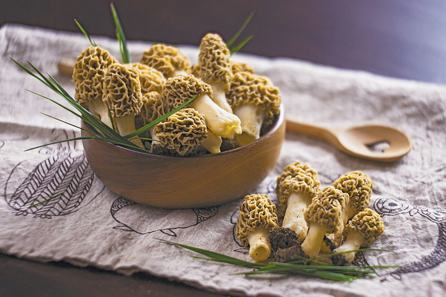 Morel Table of Contents Oyster Enjoying the Wild Mushrooms Have you ever - photo 4
