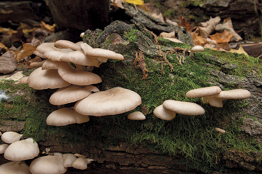 Oyster BEFORE YOU BEGIN How to Identify Mushrooms Shaggy mane This book has - photo 8