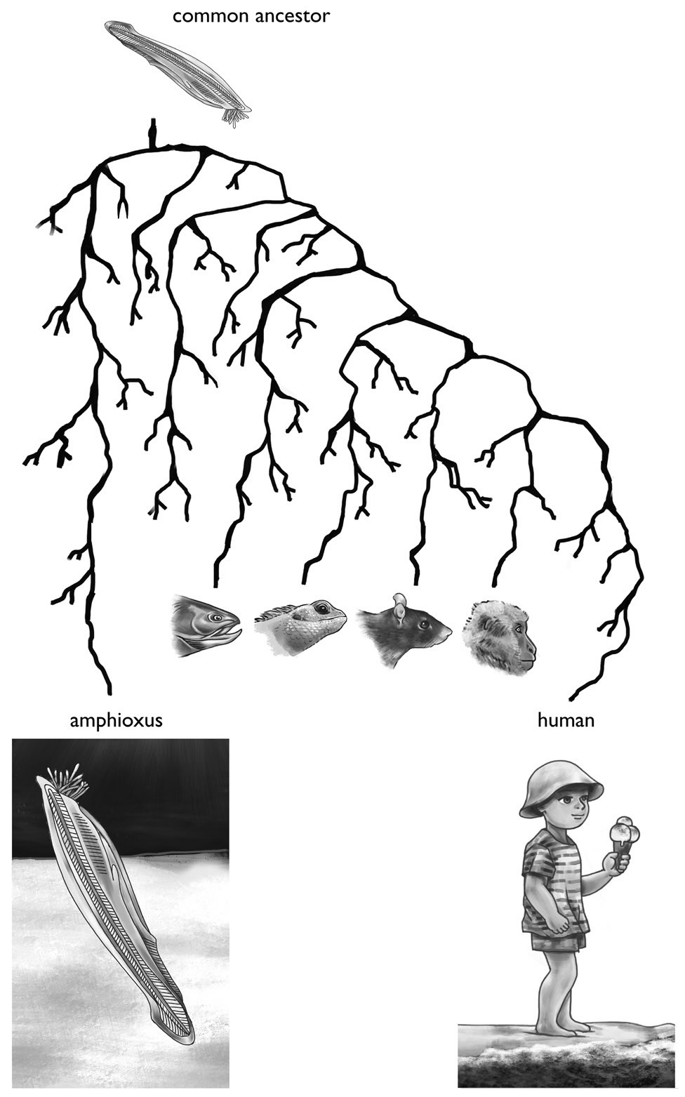 Amphioxi were not our direct ancestors but we had a common ancestor that was - photo 1