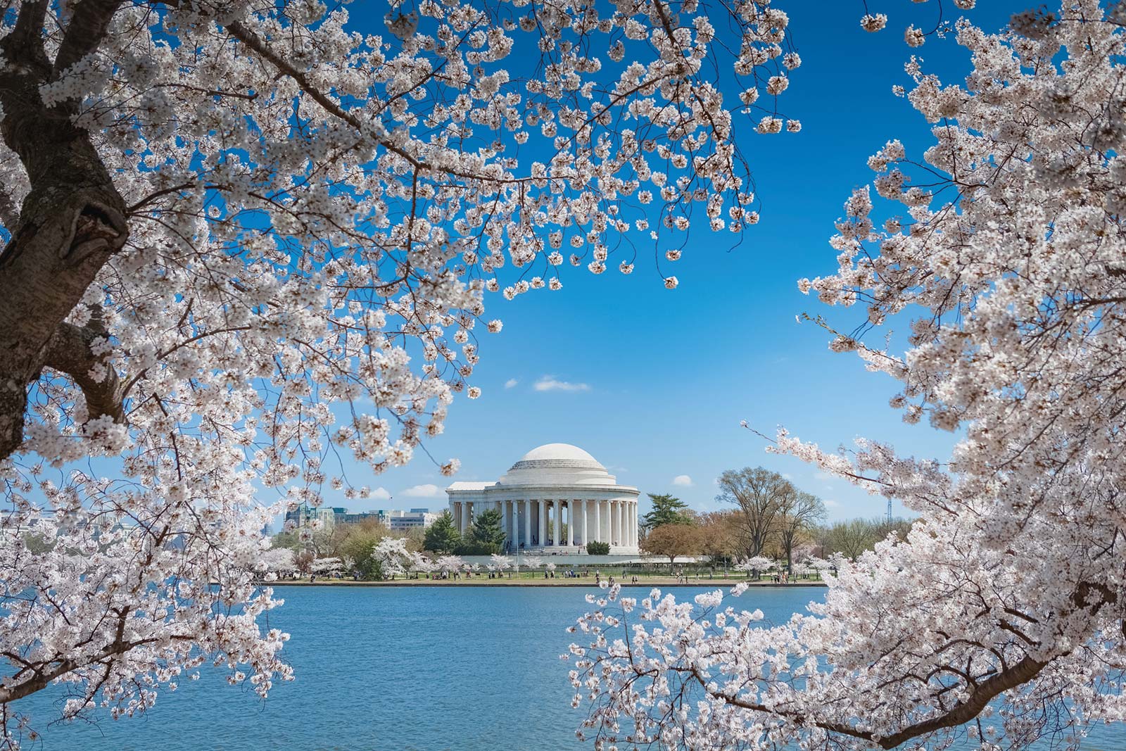 Admire the Cherry Blossoms Spring in DC means an explosion of cherry blossoms - photo 14