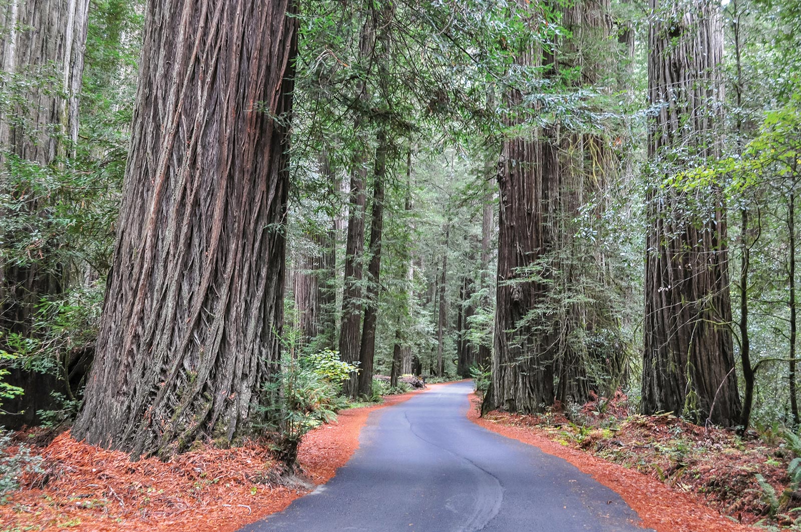 Explore the Redwoods Northern Californias redwoods are some of the worlds - photo 11