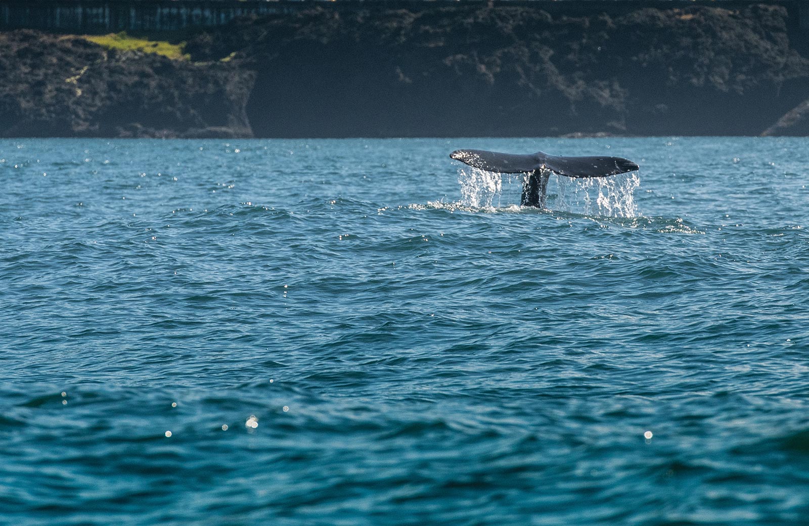 Watch whales There are ample opportunities to glimpse gray whales migrating - photo 12