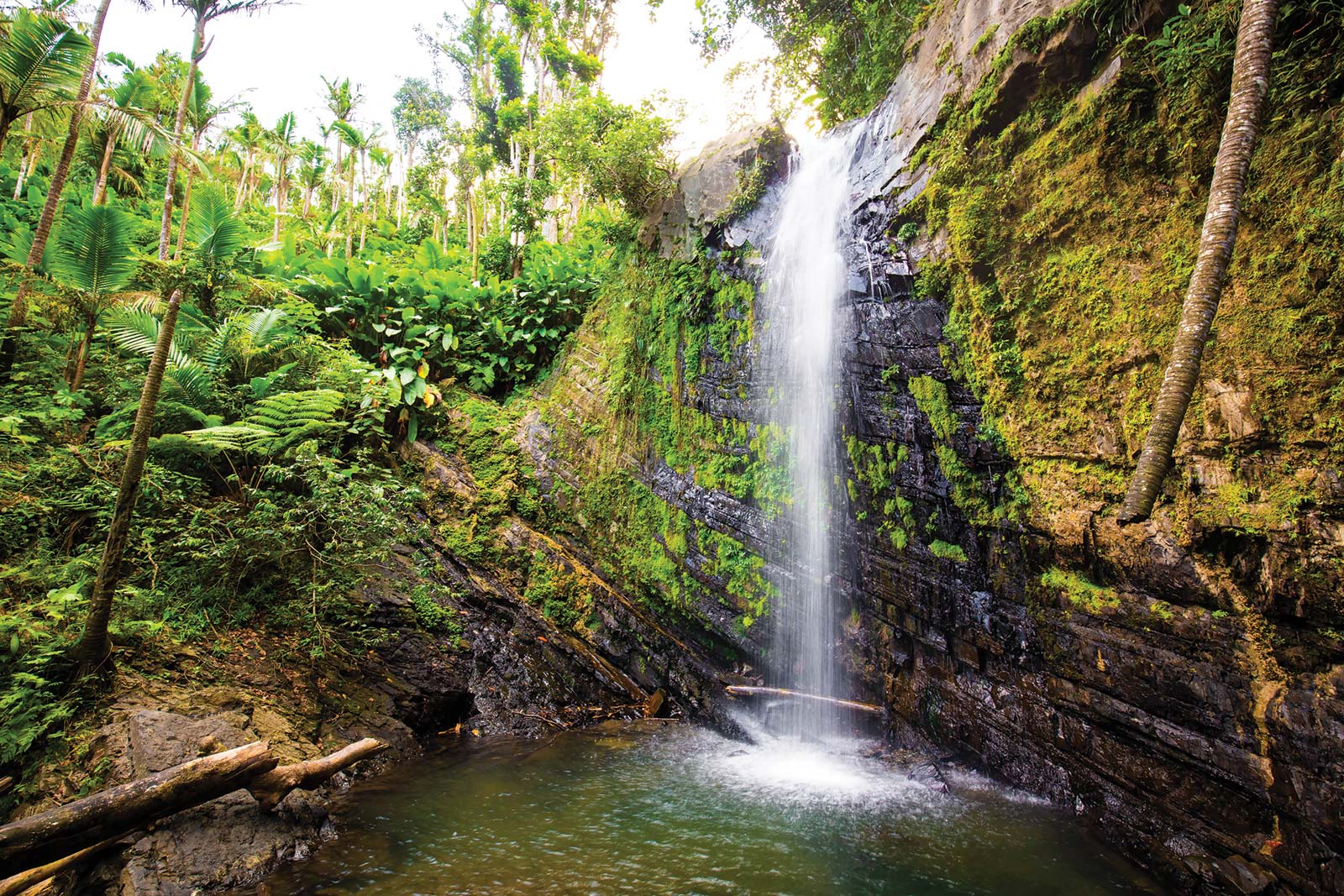 Explore the Rainforest Take a scenic driving tour of Party in the - photo 14