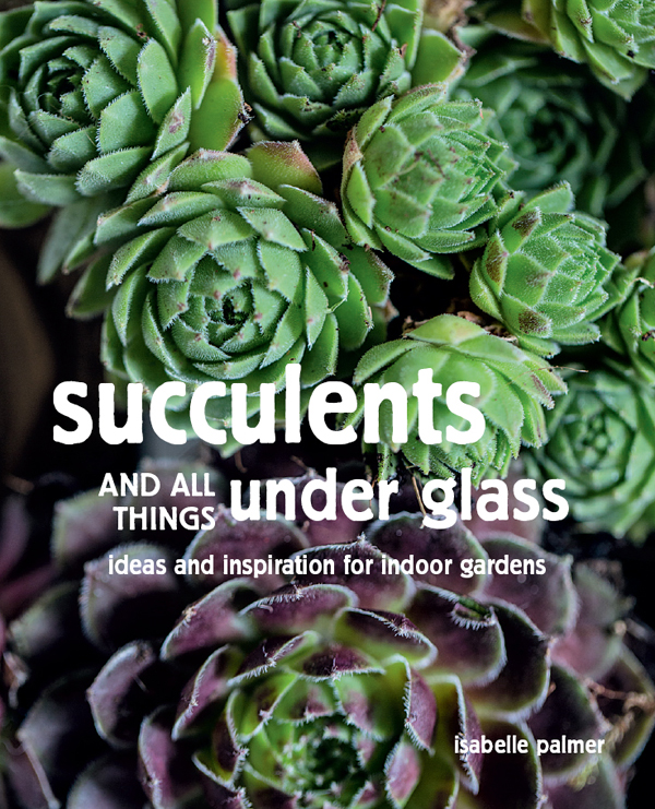 succulents AND ALL THINGS under glass succulents AND ALL THINGS under - photo 1