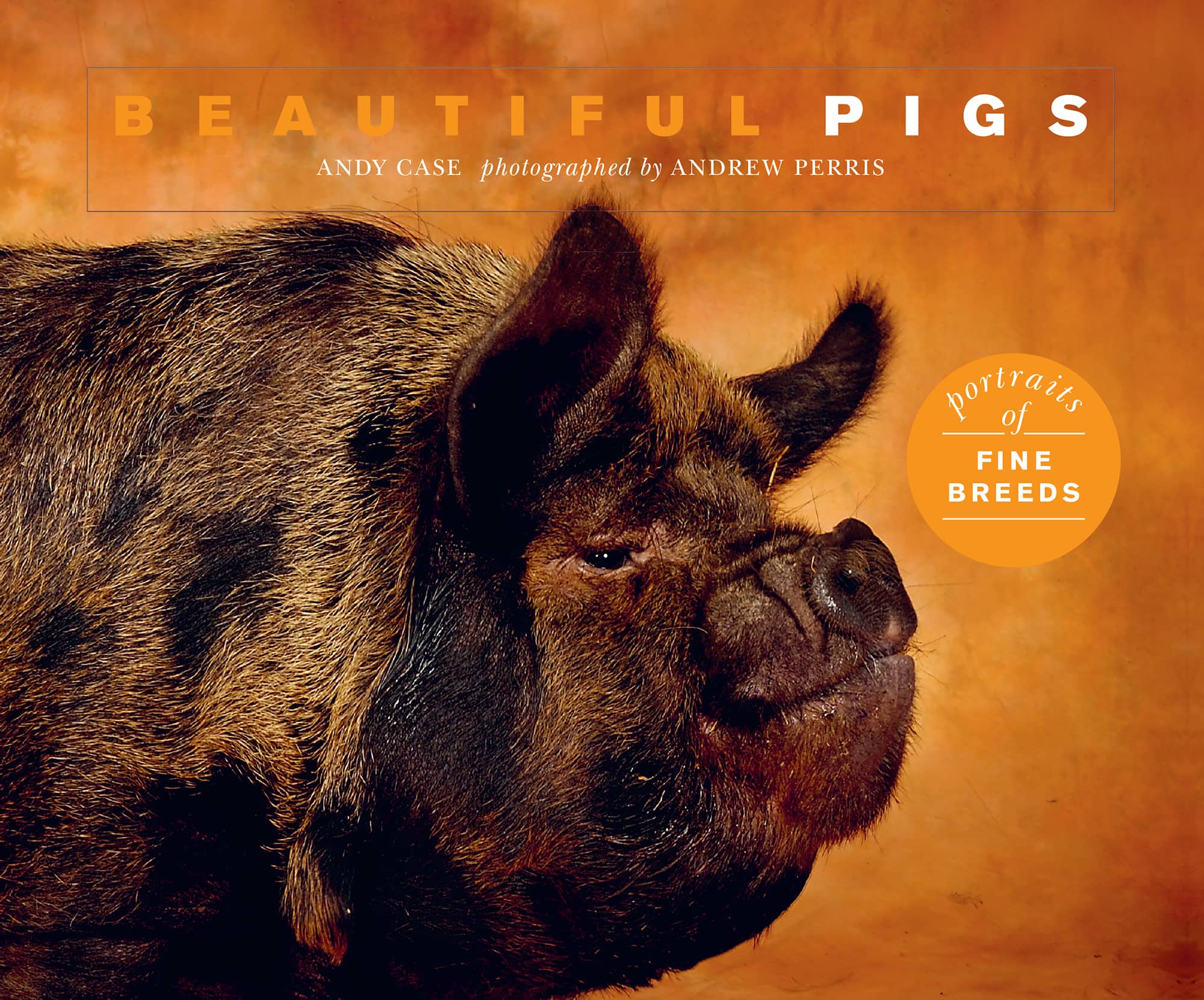 BEAUTIFUL PIGS portraits of - photo 1