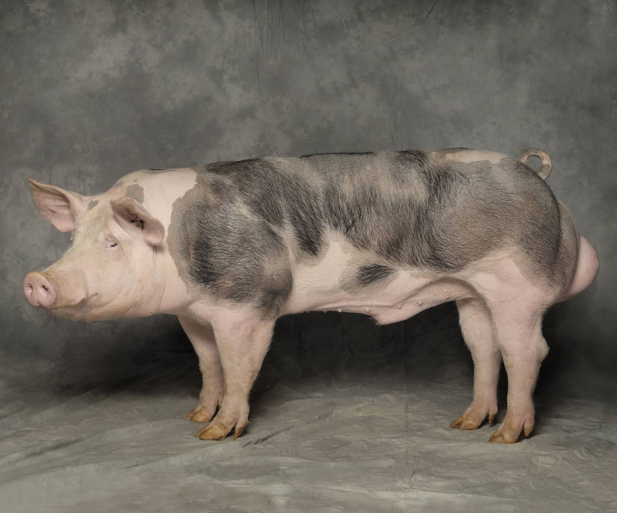 BEAUTIFUL PIGS portraits of CHAMPION BREEDS ANDY CASE - photo 2