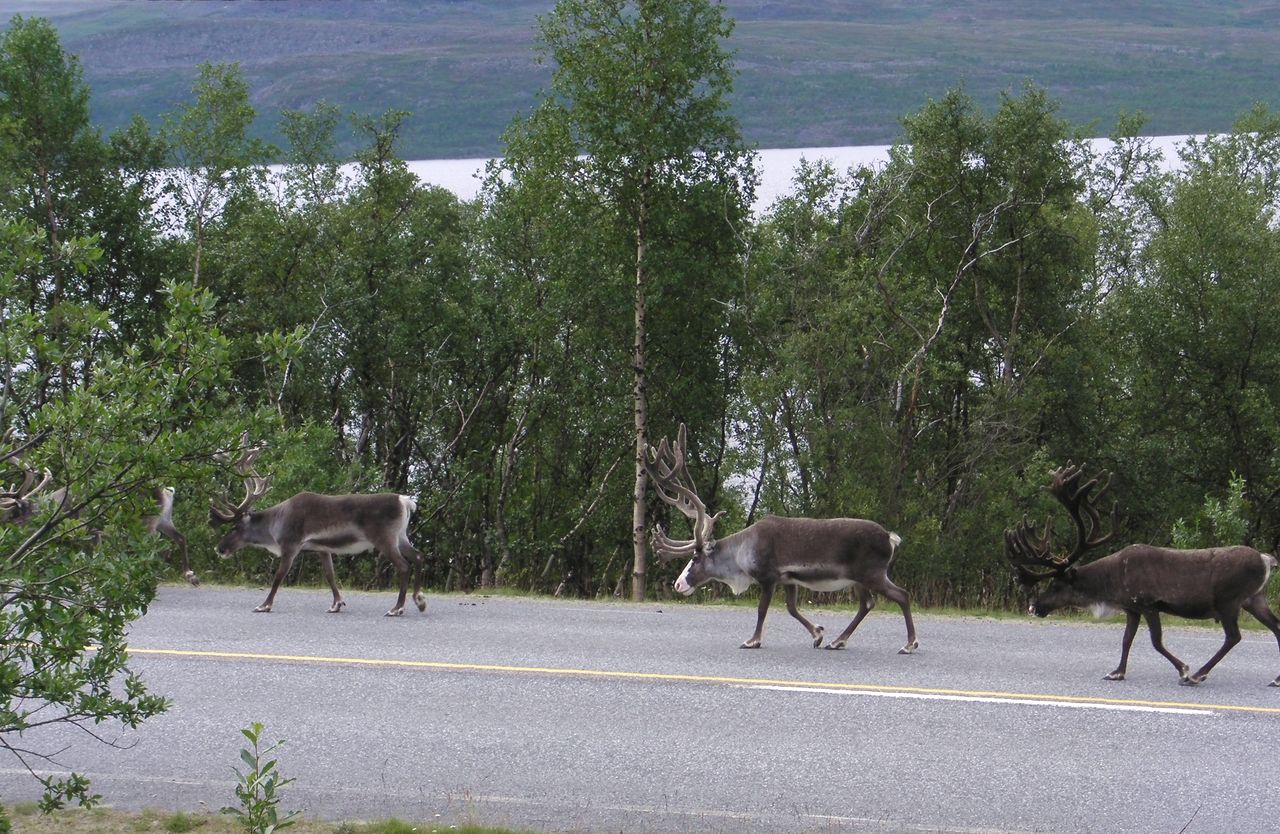 These reindeer seem to master the traffic rules in KilpisjrviFinland The - photo 1