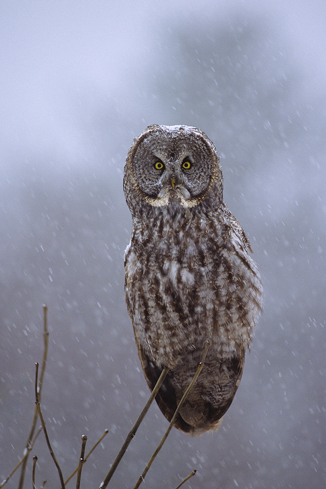 Great Gray Owl Southern Ontario 500mm with 14x teleconverter 160 second at - photo 8