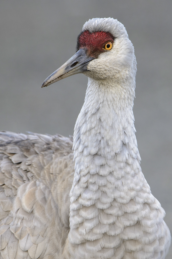 Sandhill Crane British Columbia 400mm lens 1320 second at f8 ISO 800 - photo 7