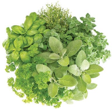 TURN YOUR HOME INTO A YEAR-ROUND VEGETABLE GARDEN Microgreens Sprouts Herbs - photo 2