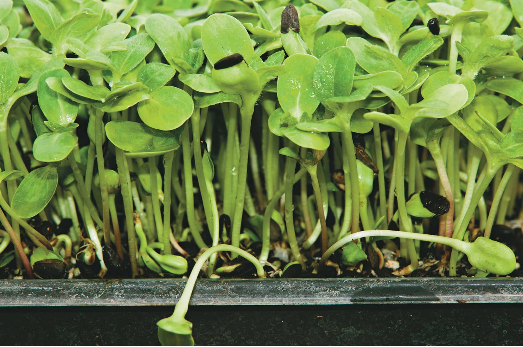 Microgreens and other indoor edibles do more than simply feed the body They - photo 7