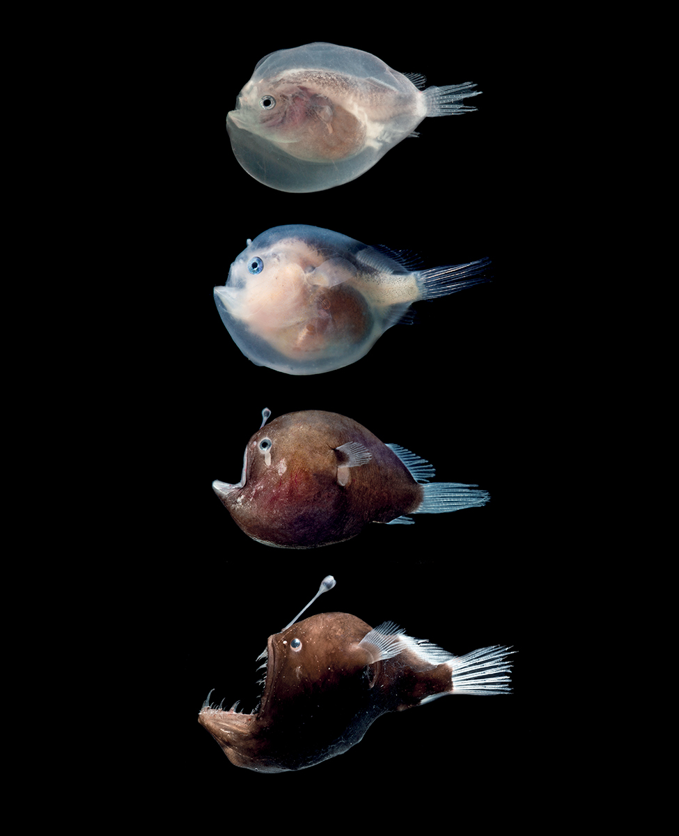 Developmental stages of Murrays Abyssal Seadevil Melanocetus murrayi - photo 5