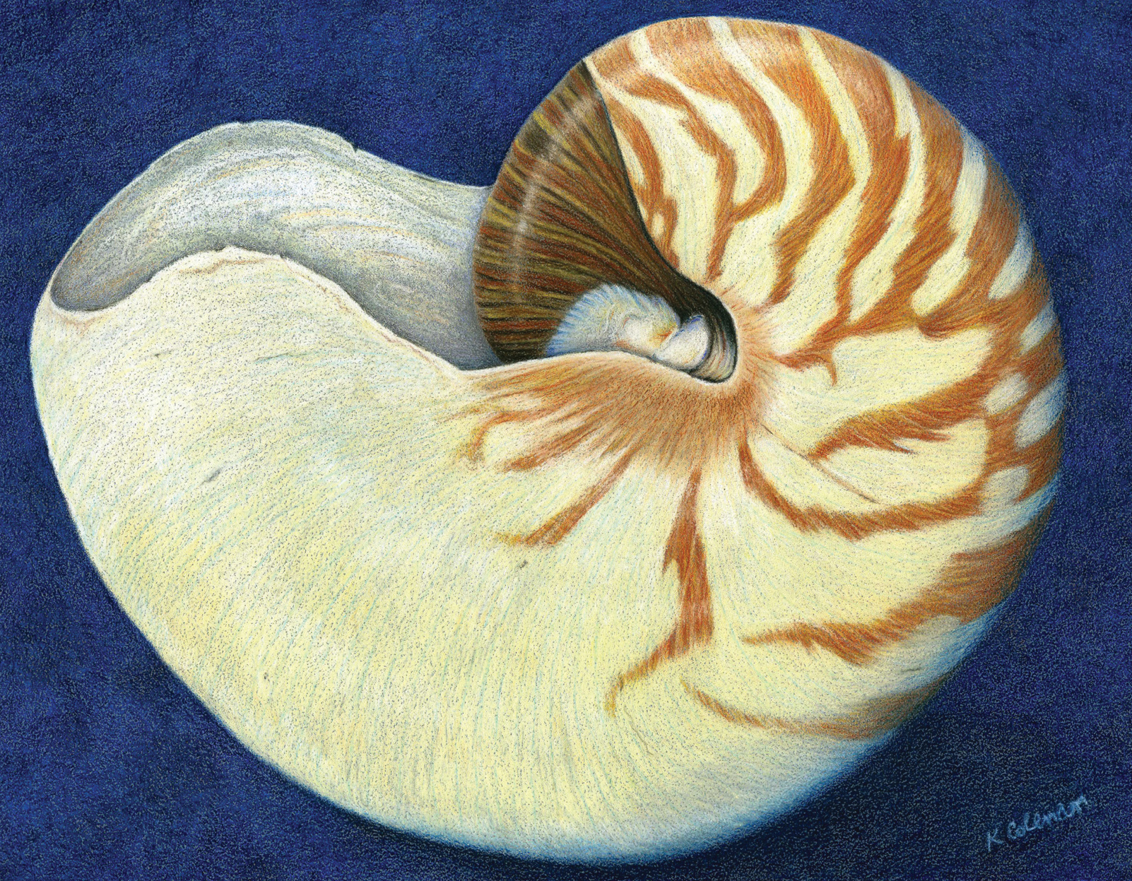 Chambered Nautilus Karen Coleman CPSA 2005 10 8 colored pencil on - photo 6