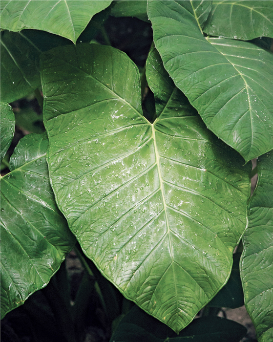 The majority of greenhouses we visit tend to be reimagined versions of their - photo 5