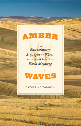 Catherine Zabinski - Amber Waves – The Extraordinary Biography of Wheat, from Wild Grass to World Megacrop